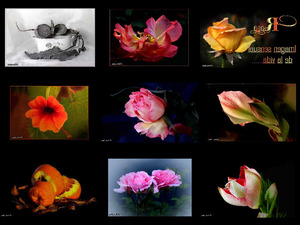 klicke hier, um die Datei herunterzuladen Rosas ..Imagen sensual de la vida - Rosen