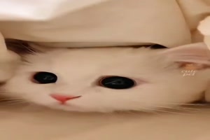 Lustige Katzen