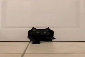 Coole Katzenhhle