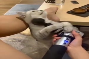 Katze mag das Massagegert