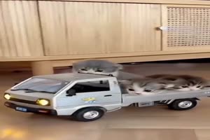 K�tzchen-Transport