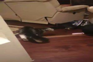 Lustige Reaktion der Katze