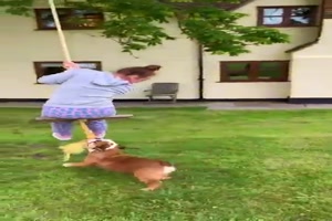 Hund will mitschaukeln