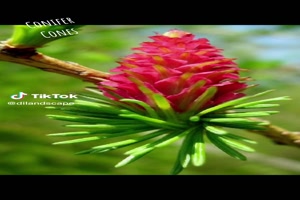 Conifer Cones (2023) - Nadelbaumkegel (2023)