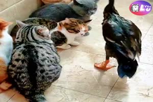 Cats chats 