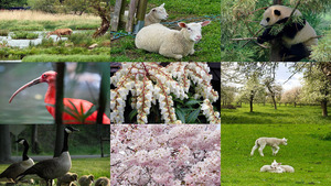 klicke hier, um die Datei herunterzuladen Faune & Flore - Flora und Fauna