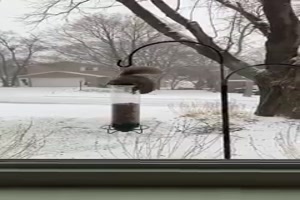 SquirrelProofBirdFeeder(1)
