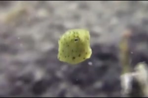 Schmeckt nicht