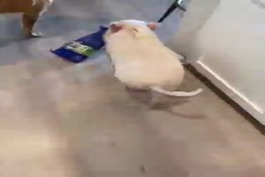 Ein tierischer Dieb
