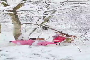 Alle Hunden wollen den Ast