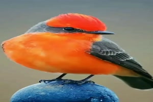 Wunderschne Vgel