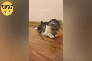 Lustige Hunde und Katzen