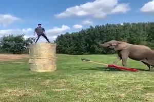 Mein Freund der Elefant