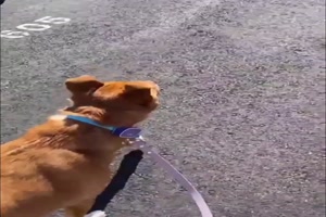 Hund hat lustige Ohren