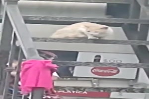 Was wird wohl passieren