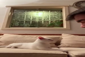 Katze will nicht aufgeweckt werden
