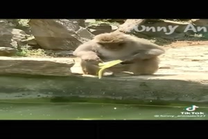 Cute and funny animals video