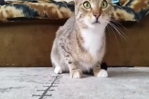 Katze guckt Horrorfilm