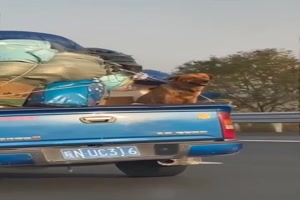 Der Hund geniet die Fahrt