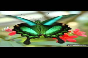 Butterflies 