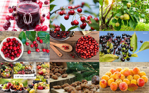 klicke hier, um die Datei herunterzuladen Heimisches Obst Teil 3
