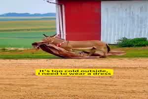 Ich brauche einen Mantel