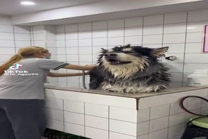 Hund macht lustige Gerusche