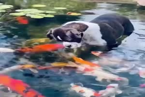 Hund und Kois