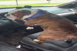 Hund alleine im Auto