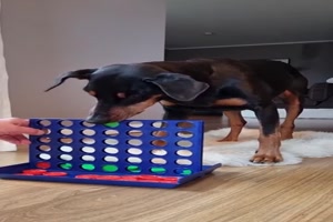 Hund spielt 4-gewinnt