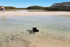 Katze schwimmt 