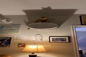 Hallo Batman