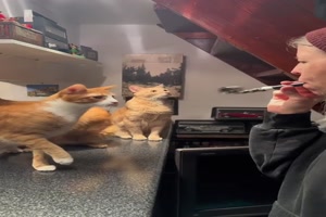 Spa machen mit den Katzen