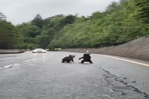 B�renkinder spielen auf der Stra�e