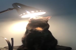 Katzen-Solarium