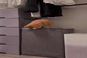 Katze ist neugierig