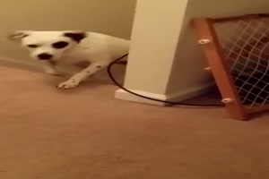 Hunde und Katzen rgern sich