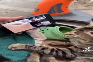 Katze mag den Beat