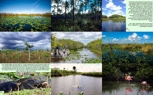 klicke hier, um die Datei herunterzuladen Everglades-Nationalpark