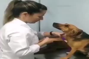 Dog 1 Pes