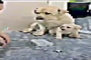 Dog 2 Pes