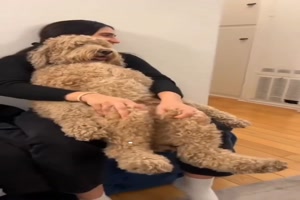 Lustiger Hund