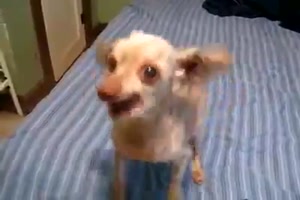 Ist der Hund defekt?