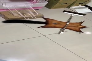 Hrnchen stellt sich tot