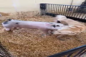 Hund und Schwein mgen sich