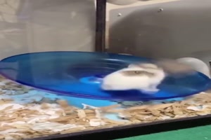 Die Beiden sind flott unterwegs