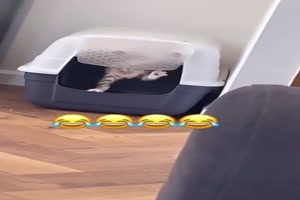 Die blde Tre