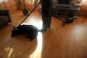 Labrador