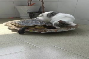Schildkrte und Katze