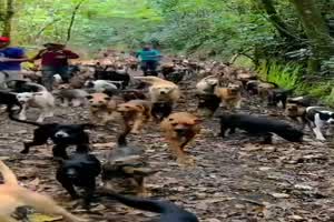 Groer Hunde-Ausflug